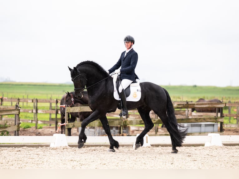Konie fryzyjskie Ogier 5 lat 170 cm Kara in Vijfhuizen