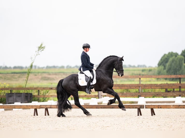Konie fryzyjskie Ogier 5 lat 170 cm Kara in Vijfhuizen