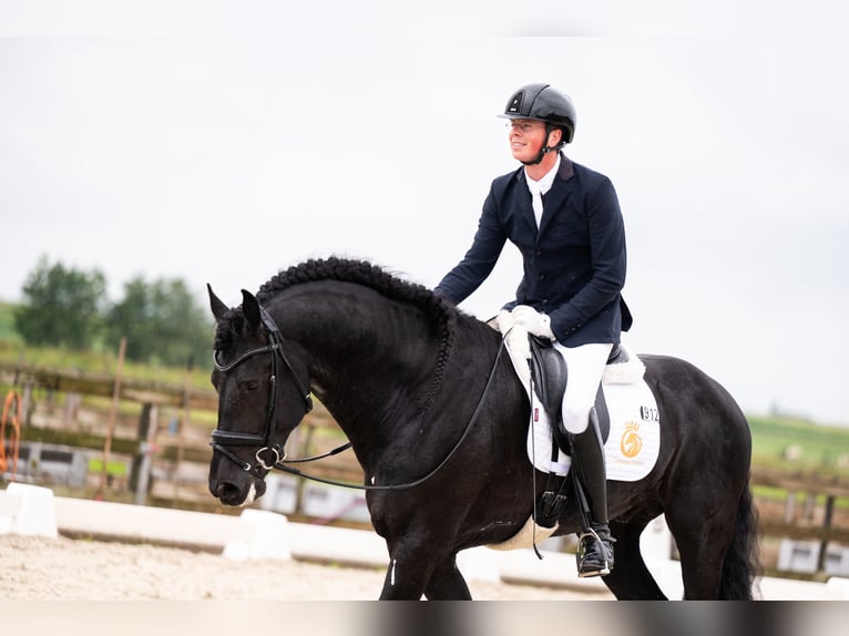 Konie fryzyjskie Ogier 5 lat 170 cm Kara in Vijfhuizen