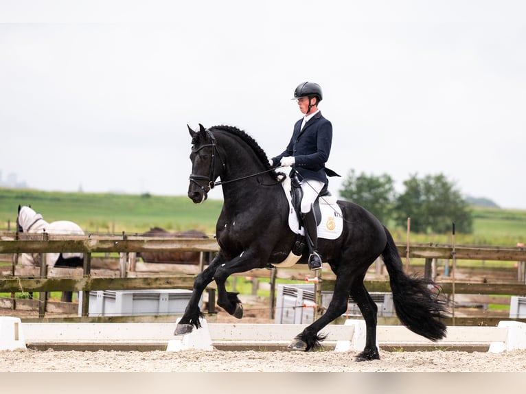 Konie fryzyjskie Ogier 5 lat 170 cm Kara in Vijfhuizen