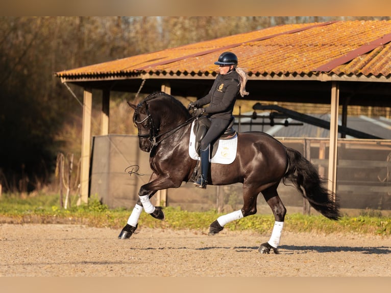Konie fryzyjskie Ogier 5 lat Kara in Aalsmeer