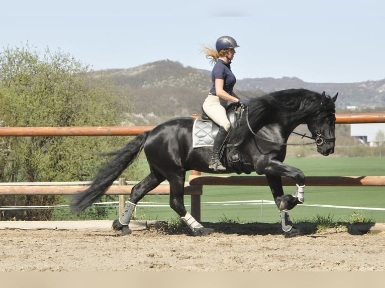 Konie fryzyjskie Ogier 6 lat 165 cm Kara in Ochtendung