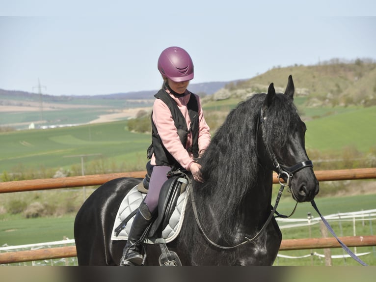 Konie fryzyjskie Ogier 6 lat 165 cm Kara in Ochtendung