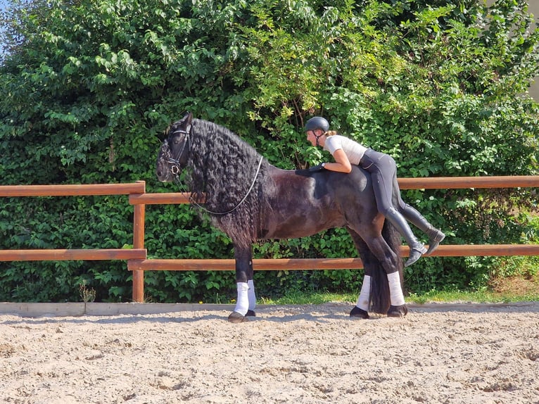 Konie fryzyjskie Ogier 6 lat 173 cm Kara in Ochtendung