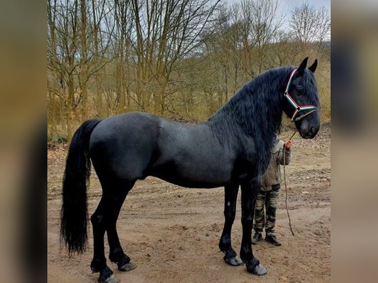 Konie fryzyjskie Ogier 6 lat Kara in Budapest