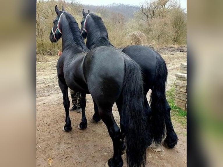 Konie fryzyjskie Ogier 6 lat Kara in Budapest