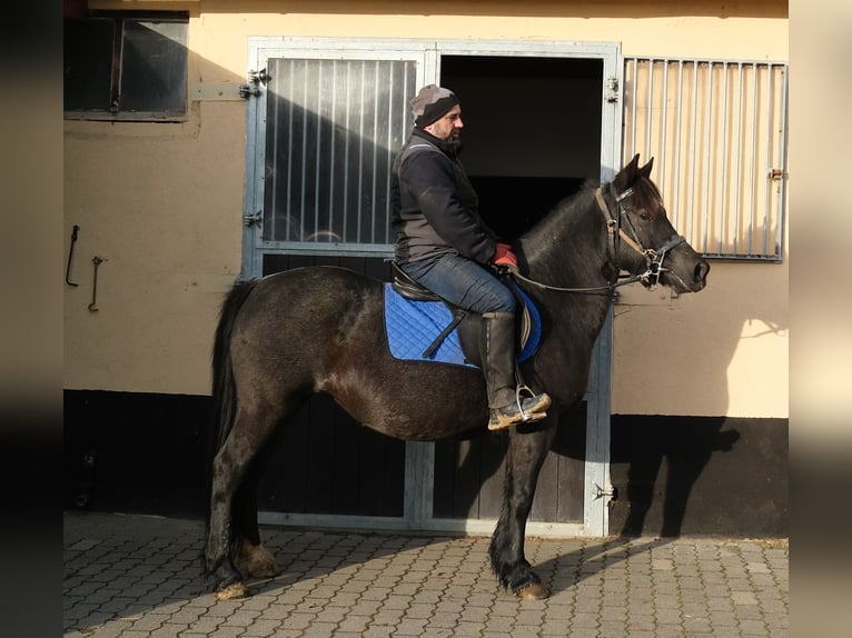 Konie fryzyjskie Ogier 7 lat 168 cm Kara in Buttstädt