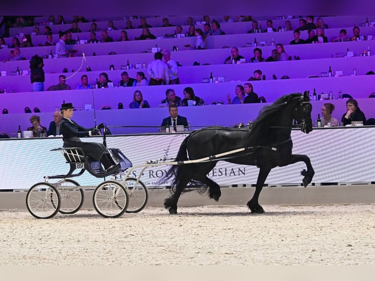 Konie fryzyjskie Ogier 7 lat 170 cm Kara in Wommels