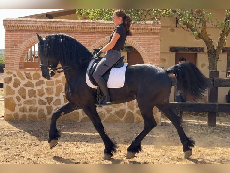 Konie fryzyjskie Ogier 7 lat 171 cm Kara in Córdoba