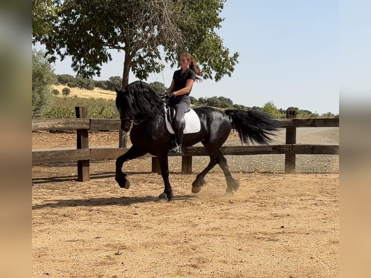 Konie fryzyjskie Ogier 7 lat 171 cm Kara in Córdoba