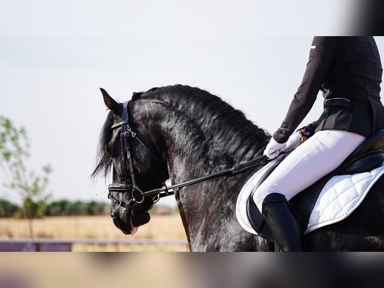 Konie fryzyjskie Ogier 7 lat 171 cm Kara in Ciudad Real