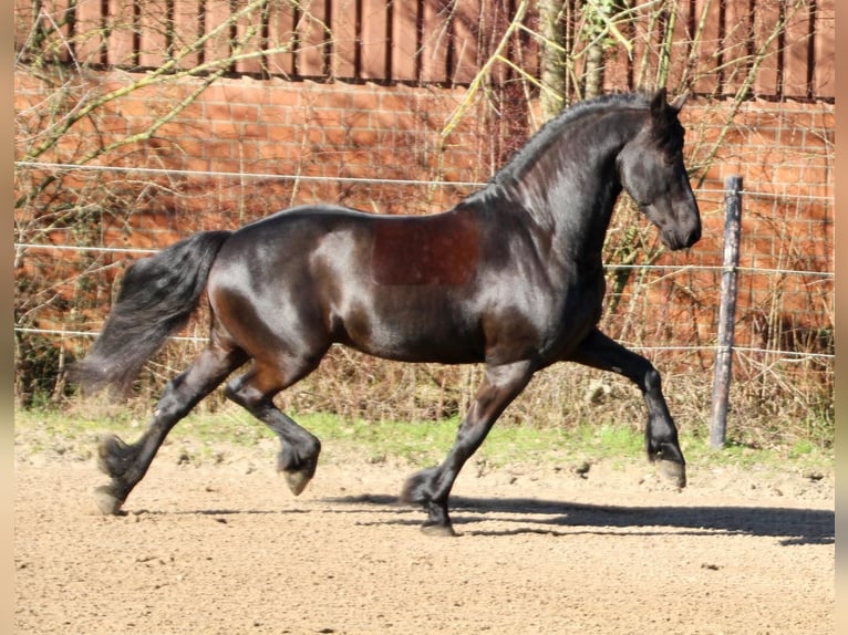 Konie fryzyjskie Ogier 8 lat 164 cm Kara in Kaarst