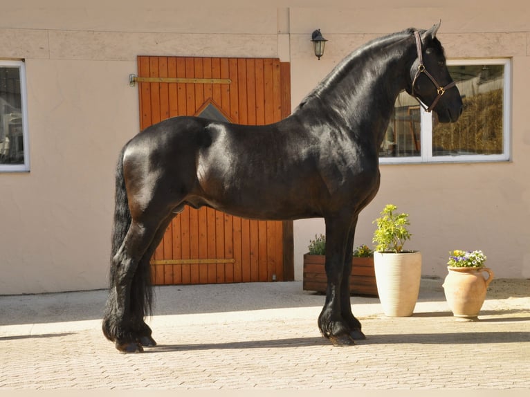 Konie fryzyjskie Ogier 8 lat 166 cm Kara in Ochtendung