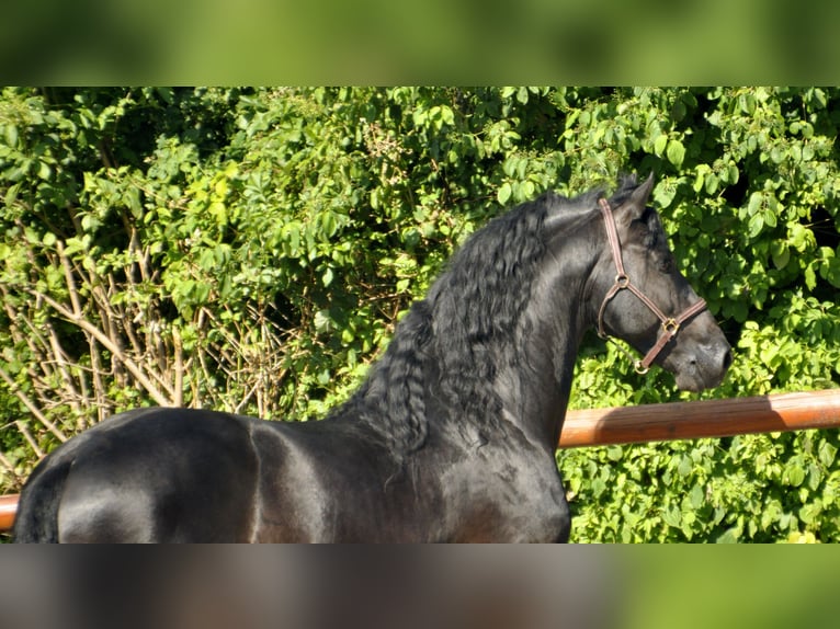 Konie fryzyjskie Ogier 8 lat 166 cm Kara in Ochtendung