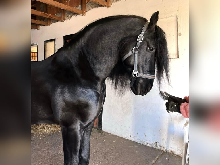 Konie fryzyjskie Ogier 8 lat 170 cm in Aba