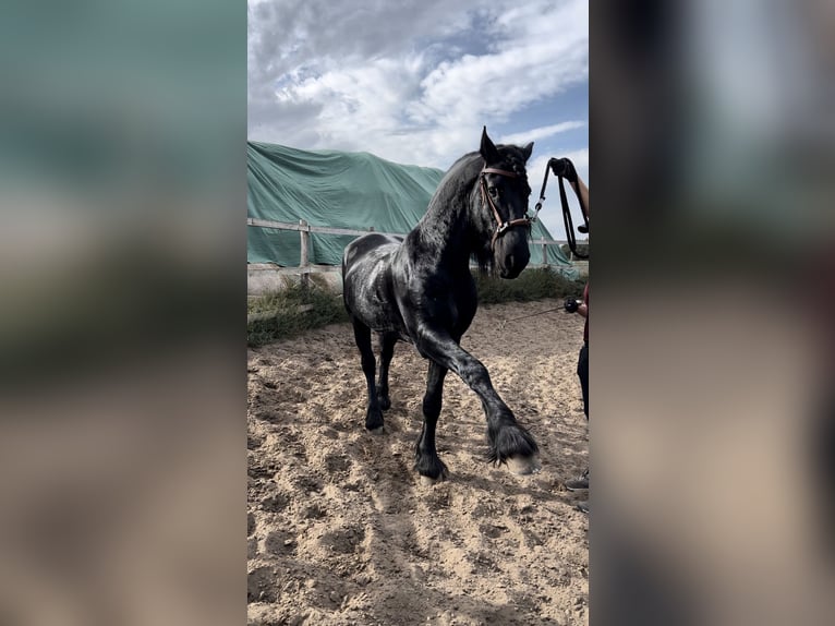 Konie fryzyjskie Ogier 8 lat 170 cm in Aba