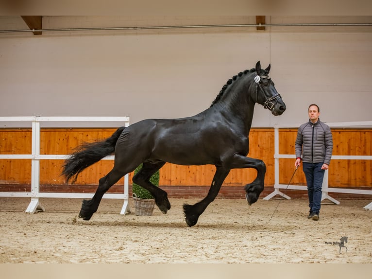 Konie fryzyjskie Ogier Kara in Geldern