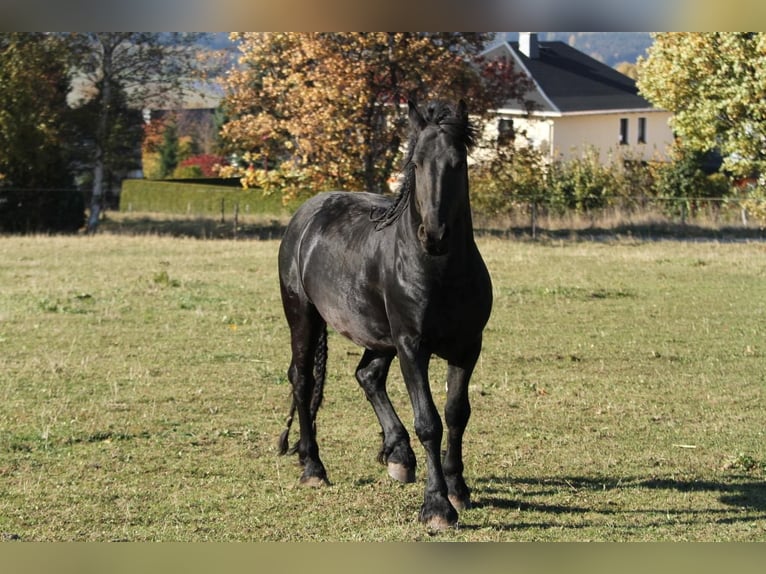 Konie fryzyjskie Ogier Kara in Scheibenberg