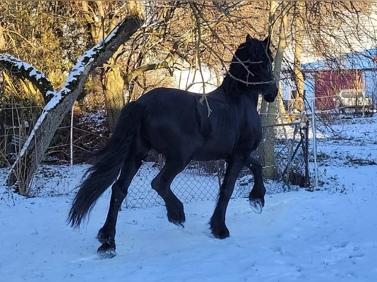 Konie fryzyjskie Ogier Kara in Ohrenbach
