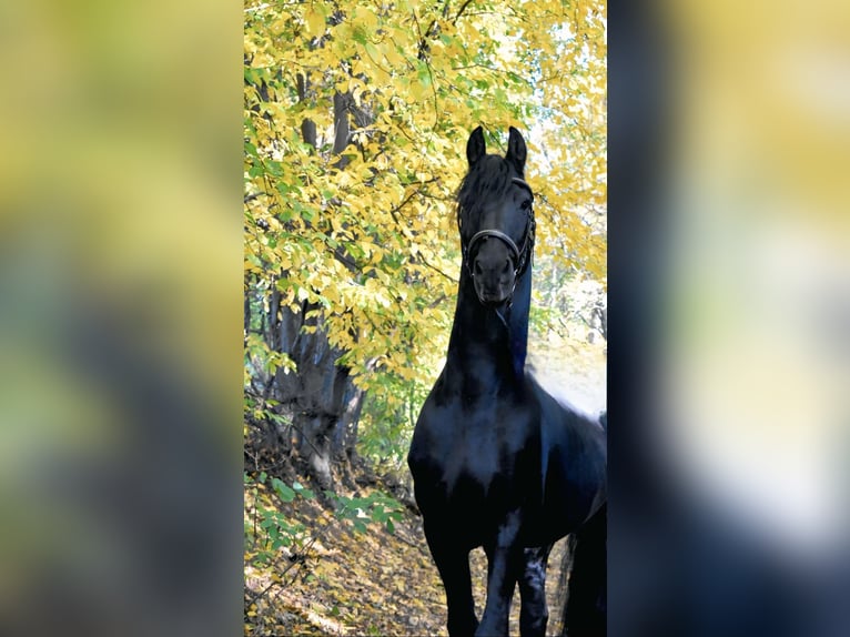 Konie fryzyjskie Ogier in Kreischa
