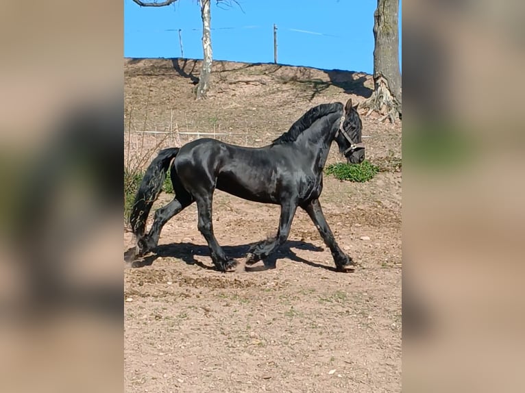 Konie fryzyjskie Ogier in Kreischa