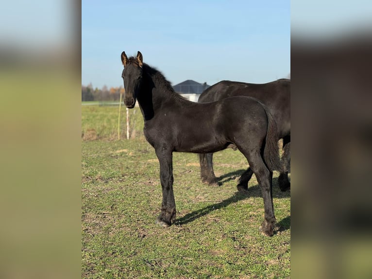 Konie fryzyjskie Ogier Źrebak (01/2025) 120 cm Kara in Nowe Miasto