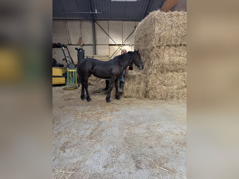 Konie fryzyjskie Ogier Źrebak (03/2026) 150 cm Kara in Ossenisse