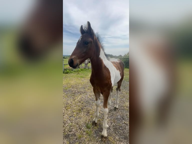 Konie fryzyjskie Mix Ogier Źrebak (02/2024) 152 cm Tobiano wszelkich maści in Cheshire