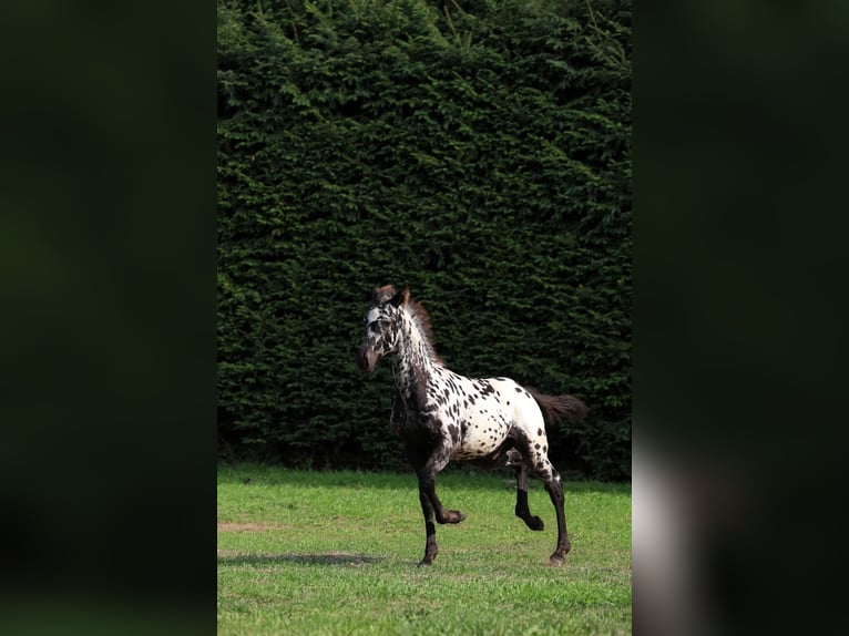 Konie fryzyjskie Ogier Źrebak (06/2026) 158 cm Tarantowata in GOVEN