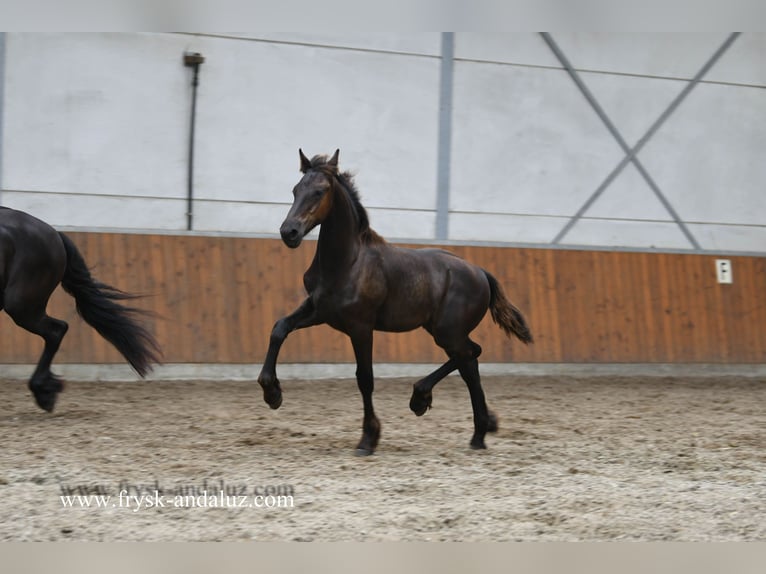 Konie fryzyjskie Ogier Źrebak (02/2025) 164 cm Kara in Mijnsheerenland