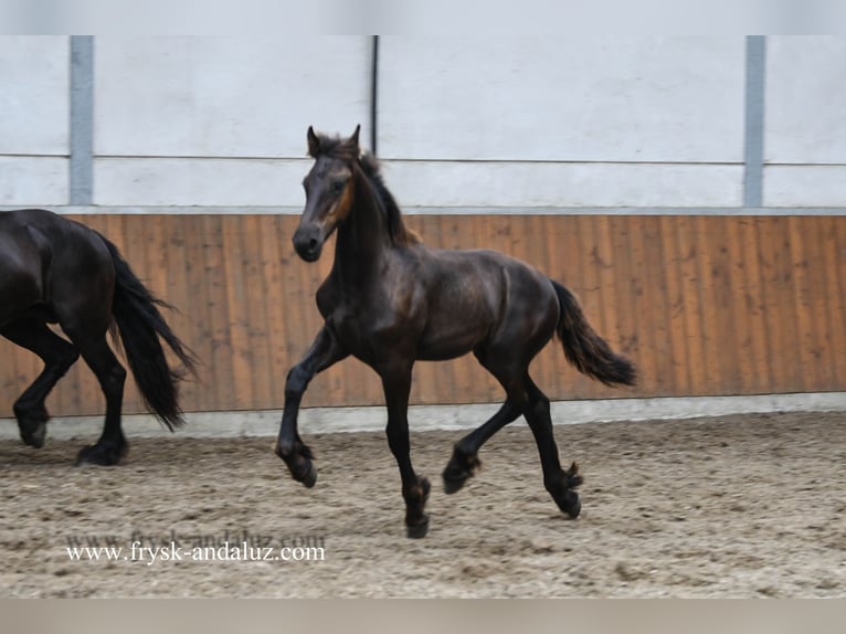 Konie fryzyjskie Ogier Źrebak (02/2025) 164 cm Kara in Mijnsheerenland
