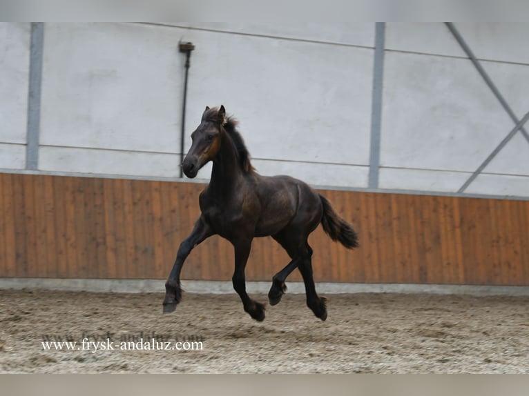 Konie fryzyjskie Ogier Źrebak (02/2025) 164 cm Kara in Mijnsheerenland