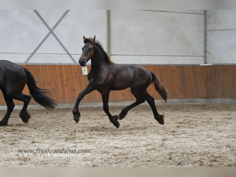 Konie fryzyjskie Ogier Źrebak (02/2025) 164 cm Kara in Mijnsheerenland