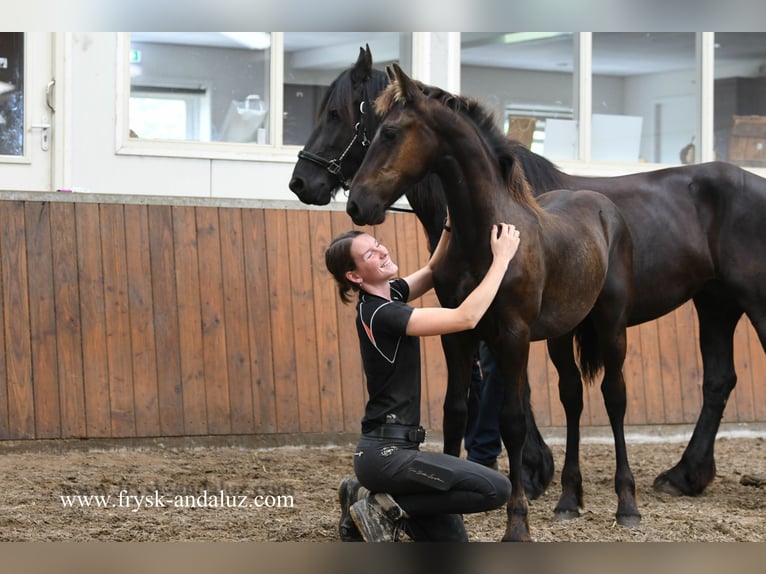 Konie fryzyjskie Ogier Źrebak (02/2025) 164 cm Kara in Mijnsheerenland