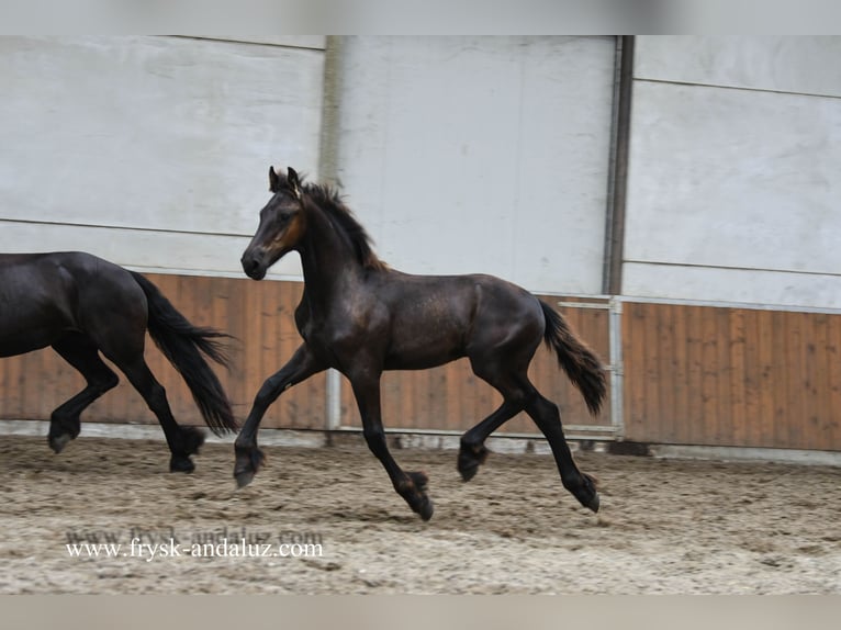 Konie fryzyjskie Ogier Źrebak (02/2025) 164 cm Kara in Mijnsheerenland