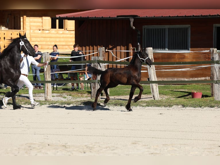 Konie fryzyjskie Ogier Źrebak (05/2026) 165 cm Kara in Oberperfuss