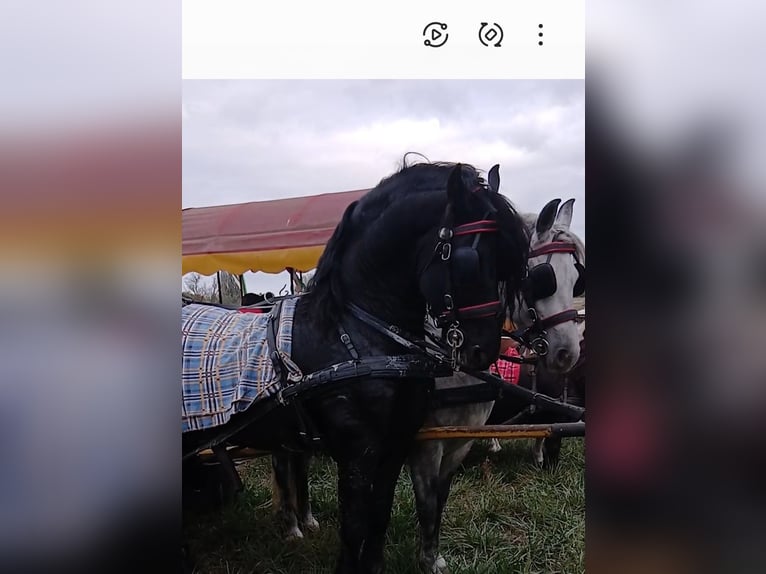 Konie fryzyjskie Ogier Źrebak (04/2025) 165 cm Kara in Rechnitz