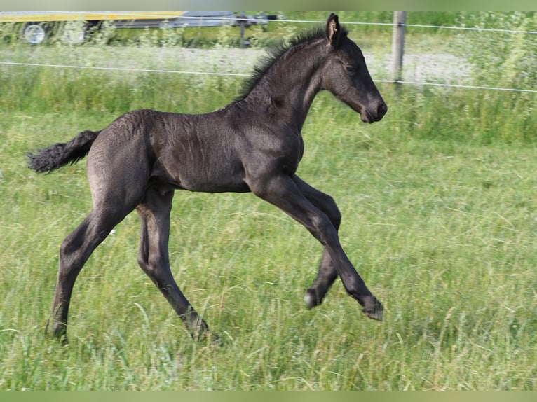 Konie fryzyjskie Ogier Źrebak (05/2026) Kara in Burgheim