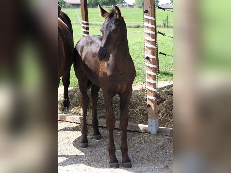 Konie fryzyjskie Ogier Źrebak (05/2025) Kara in Burgheim