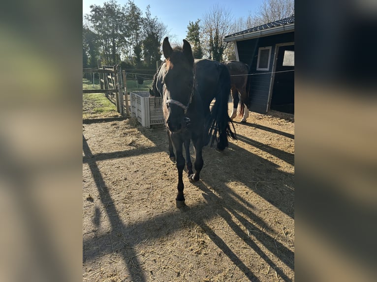 Konie fryzyjskie Ogier Źrebak (07/2025) Kara in Grijpskerke
