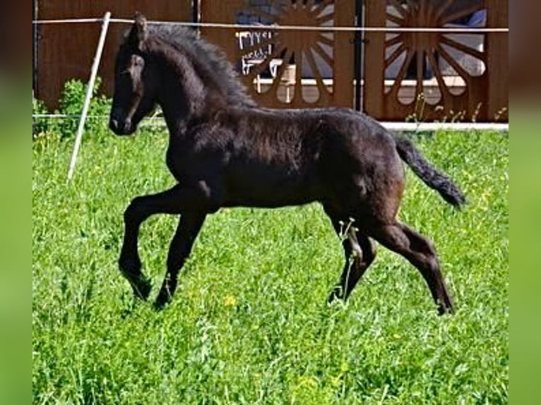 Konie fryzyjskie Ogier Źrebak (03/2024) Kara in Landeck