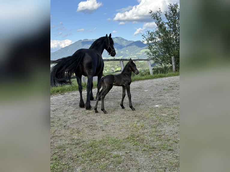 Konie fryzyjskie Ogier Źrebak (06/2025) Kara in Irdning