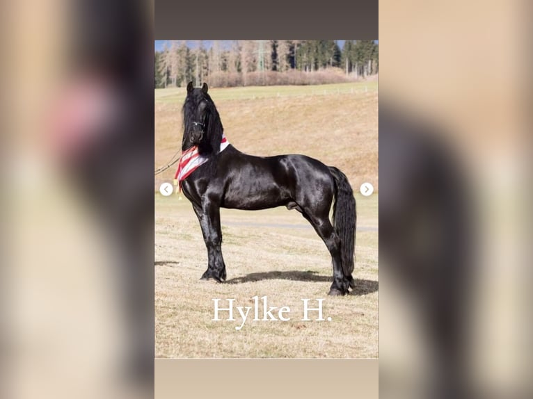 Konie fryzyjskie Ogier Źrebak (06/2025) Kara in Irdning