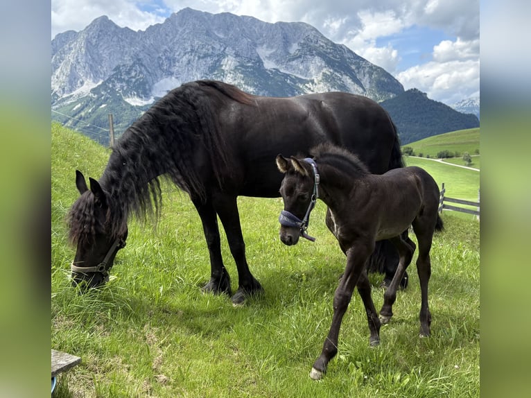 Konie fryzyjskie Ogier Źrebak (06/2025) Kara in Irdning