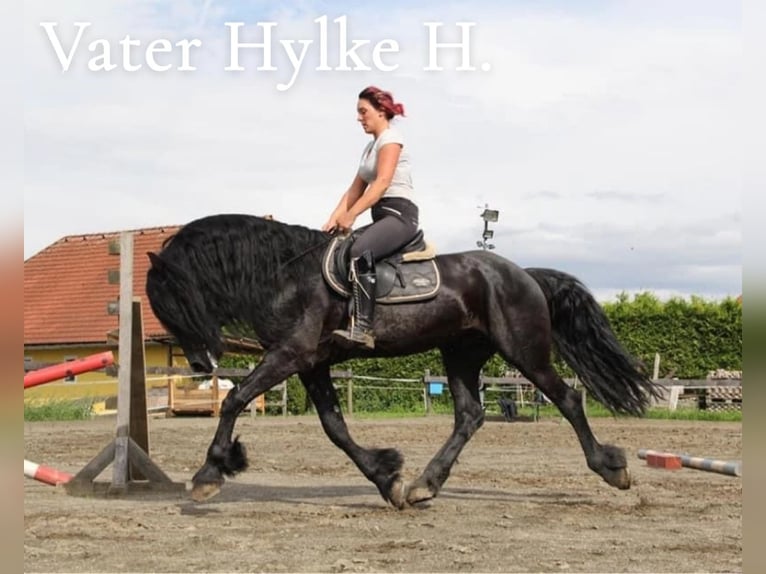 Konie fryzyjskie Ogier Źrebak (06/2025) Kara in Irdning