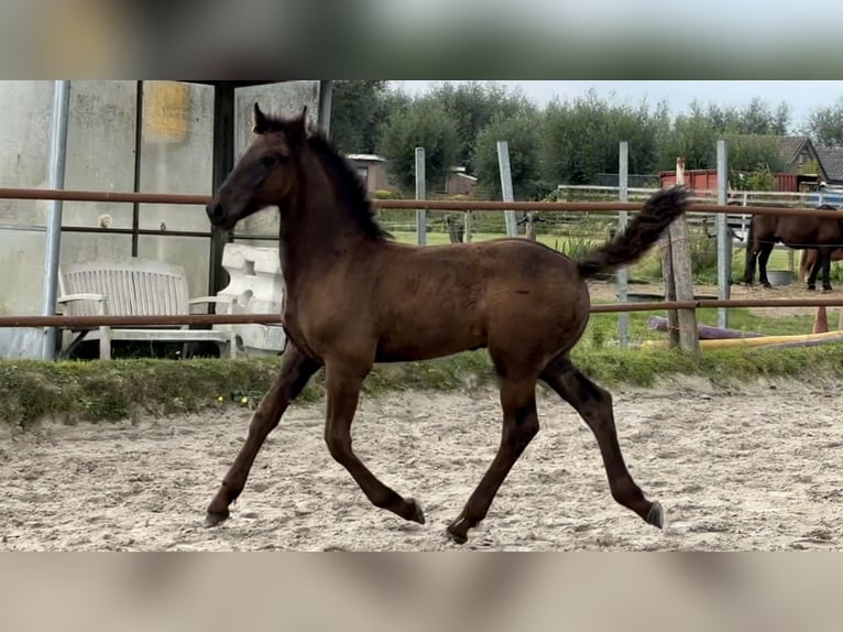 Konie fryzyjskie Ogier  Kara in Amersfoort