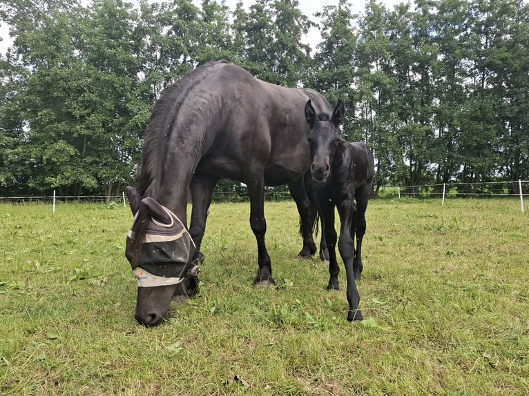 Konie fryzyjskie Ogier Źrebak (08/2025) Kara in Oosthem