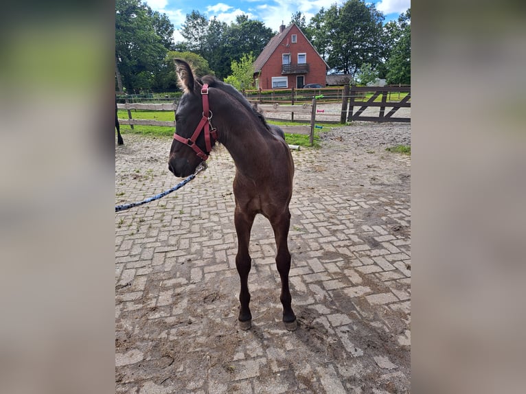 Konie fryzyjskie Mix Ogier Źrebak (05/2024) Kara in Großheide