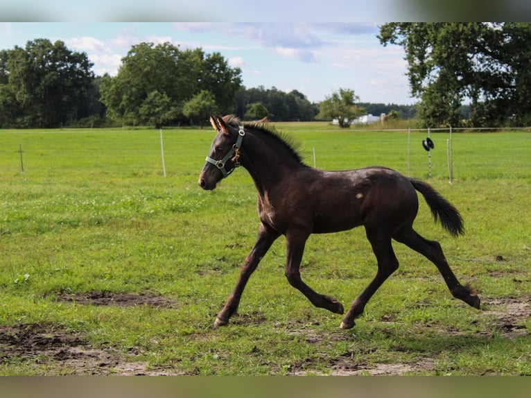 Konie fryzyjskie Ogier Źrebak (06/2026) Kara in Eldingen