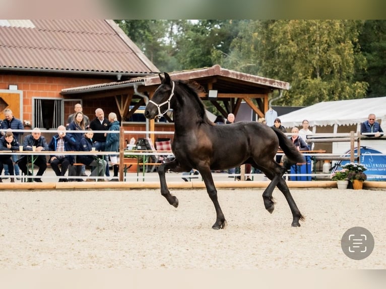 Konie fryzyjskie Ogier Źrebak (01/2025) in Zw&#xF6;nitz